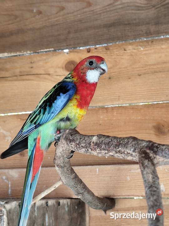 Rozella samiczka mazowieckie Stanisławów