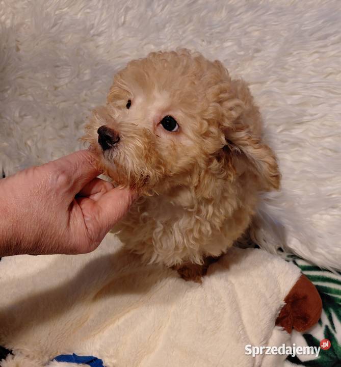 Pudel toy morelowy Wyszków sprzedam