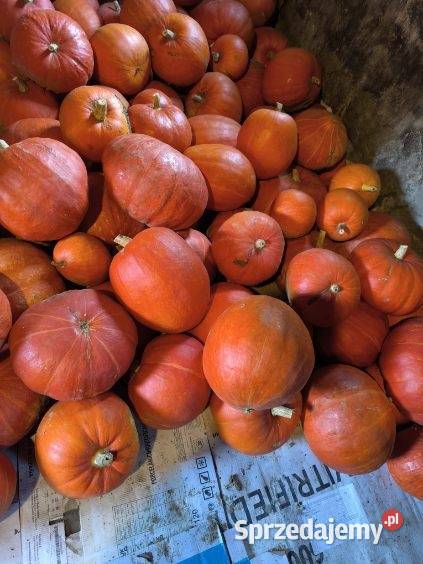 Tykwa ekologiczna świeża Wiślica świętokrzyskie sprzedam