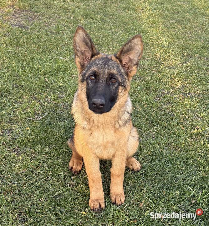 Szczeniak suczki Owczarek Niemiecki Rybnik