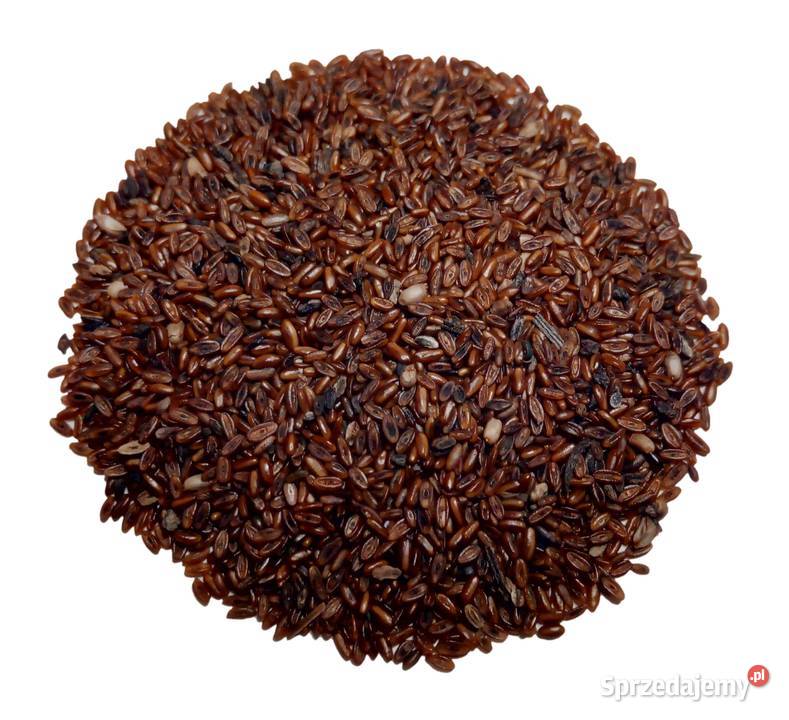 Babka lancetowata wąskolistna nasiona zbiór 2025 sprzedam