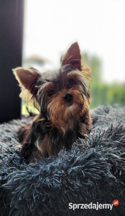 Yorkshire terrier malutki York