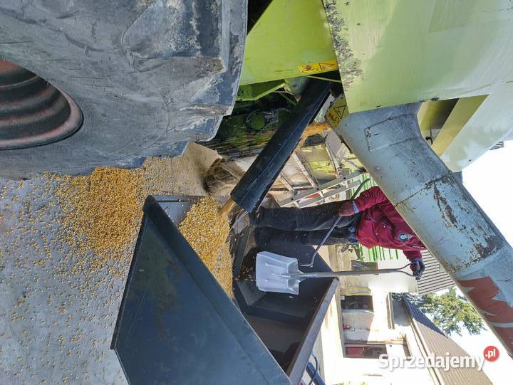 KUKURYDZA SUCHA W WORKACH Grodków sprzedam
