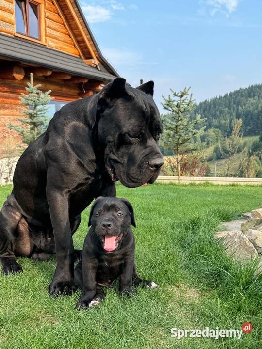 Cane Corso piękna czarna suczka ZKwPFCI Gdańsk sprzedam