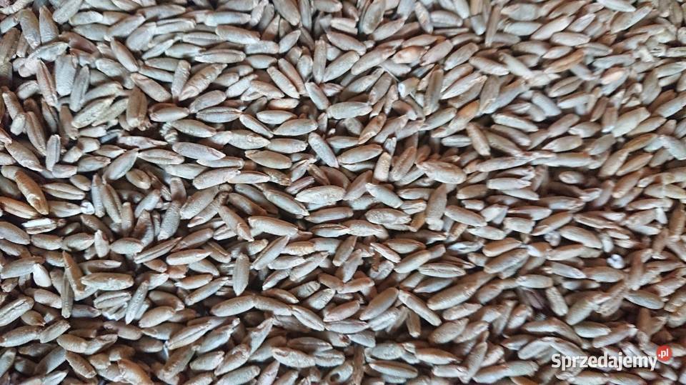 Żyto ozime Wiązownica-Kolonia