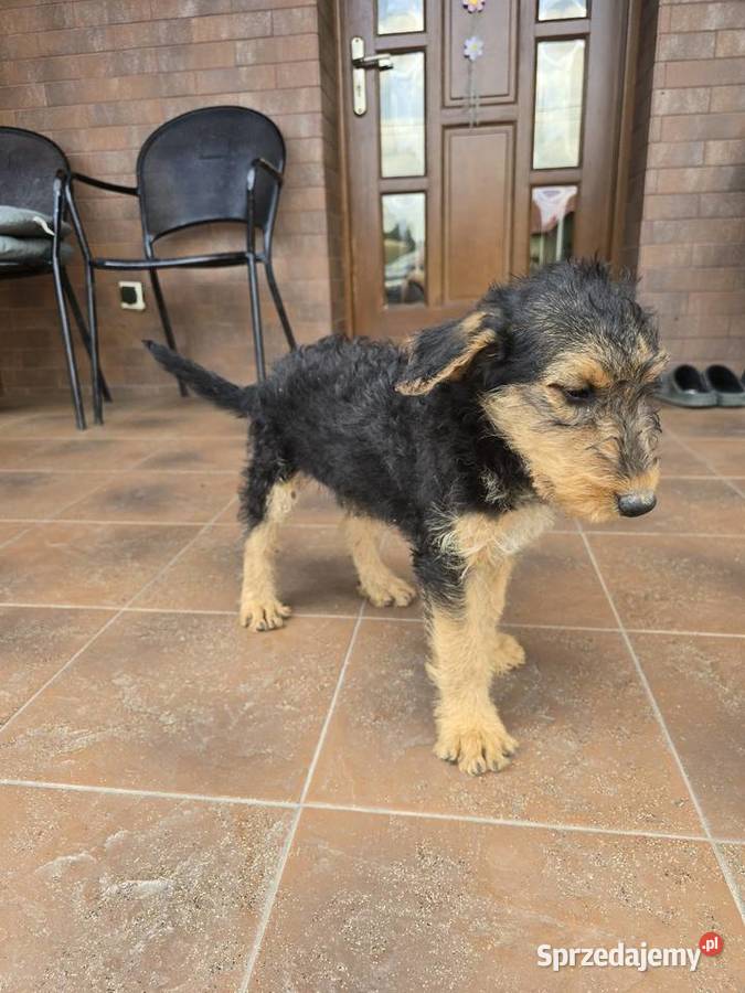 Airedale terrier szczeniaki suczka opolskie Byczyna