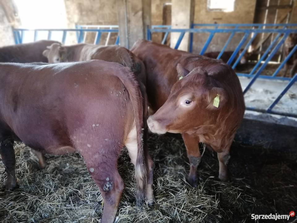 Jałówki limousine 4