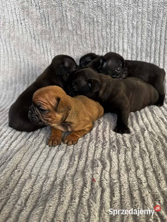 Buldog francuski Brzeg