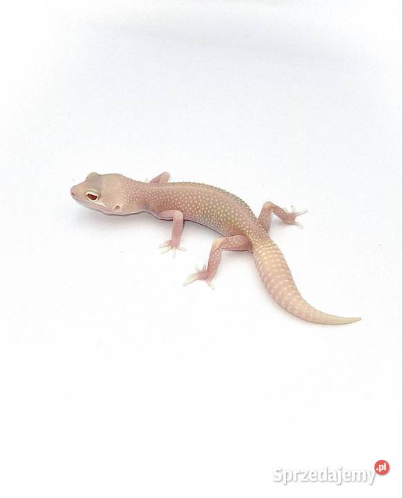 Gekon lamparci Diablo Blanco czerwone oczy Gady i płazy Poznań