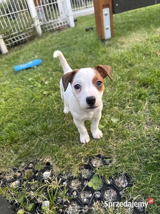 Wyjątkowa suczka Jack Russell Terrier rodowód