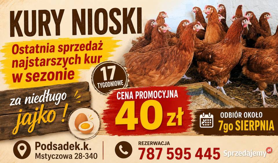 Kury Nioski 17 tygodniowe Sędziszów sprzedam