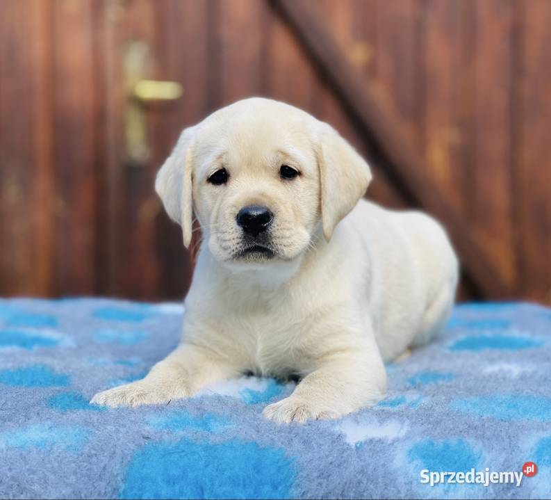 Labrador czarne czekoladowe i żółte Przygodzice