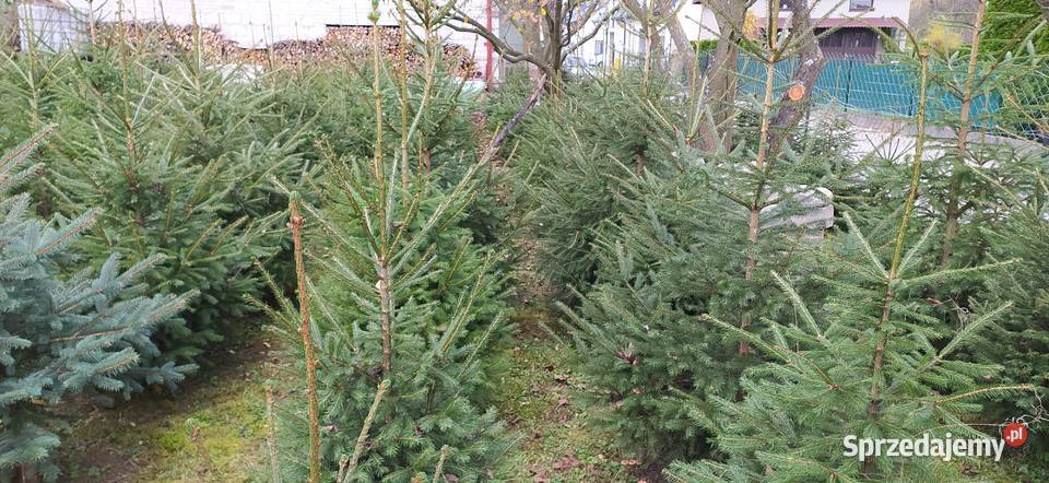 Choinki Plantacja Mielec
