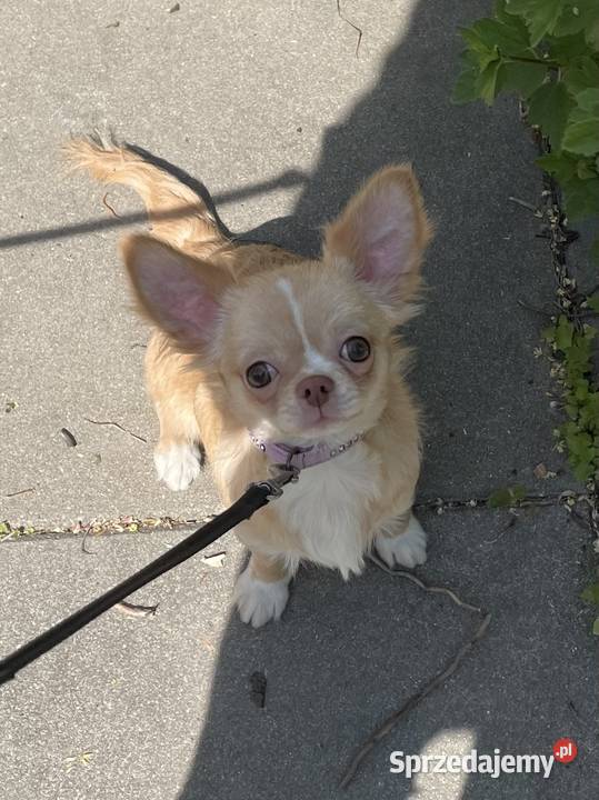 Śliczna sunia Chihuahua długowłosa Trzebnica