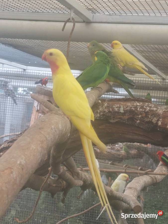 Sprzedam papugi wielkopolskie Grodzisk Wielkopolski