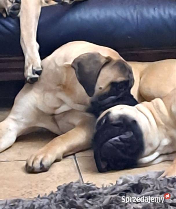 Bullmastiff zapiwiedź miotu Lublin