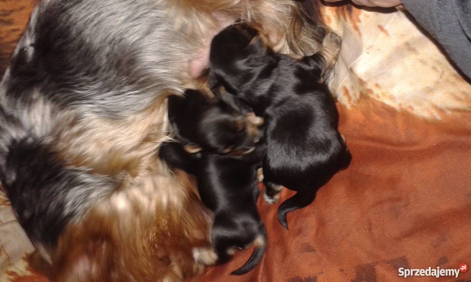 Szczeniaki York Psy Ruda Śląska