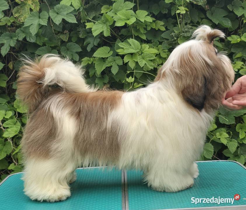 Szczenięta Shih tzu ZKWP Myszków