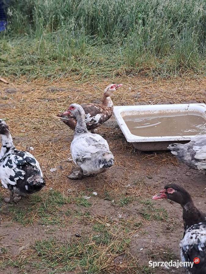 Młode Kaczory francuskie 67 Skierniewice