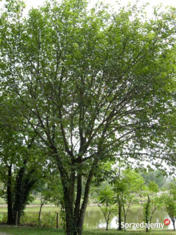 CHLEBOWIEC LAKOOCHA Artocarpus lakoocha NASIONA