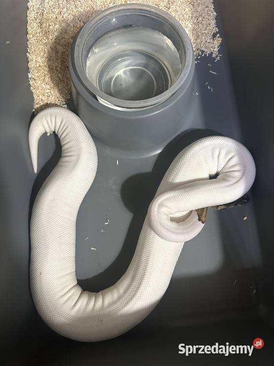 Sprzedam zamienię pomorskie Gdynia