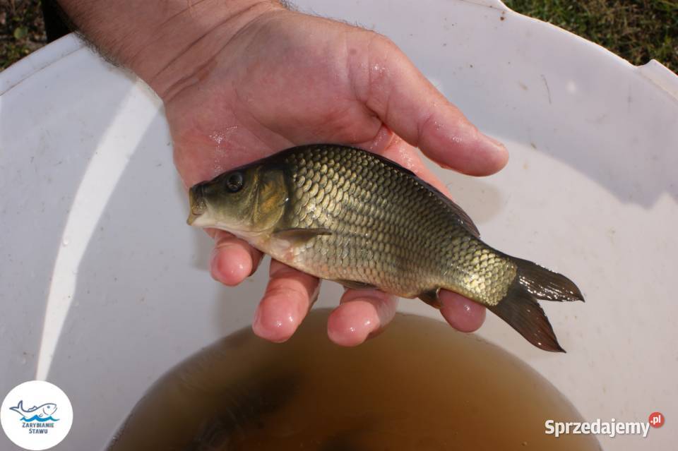 Karp pełnołuski sazan lubelskie Biała Podlaska