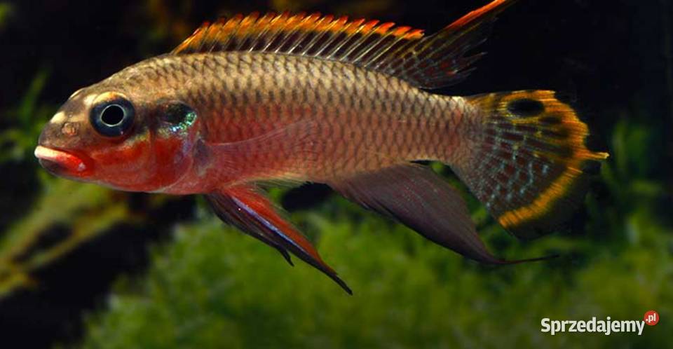 Barwniak szmaragdowy NIGERIA RED Pelvicachromis