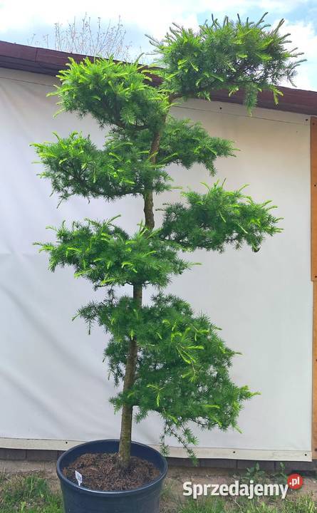 Bonsai Niwaki Modrzew Bonsai Medynia Łańcucka