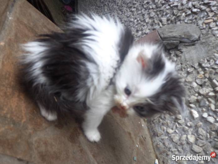 puchate syberyjskie kotki