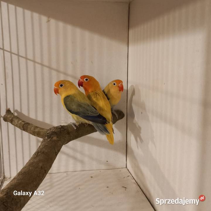 Nierozłączki fischera mazowieckie