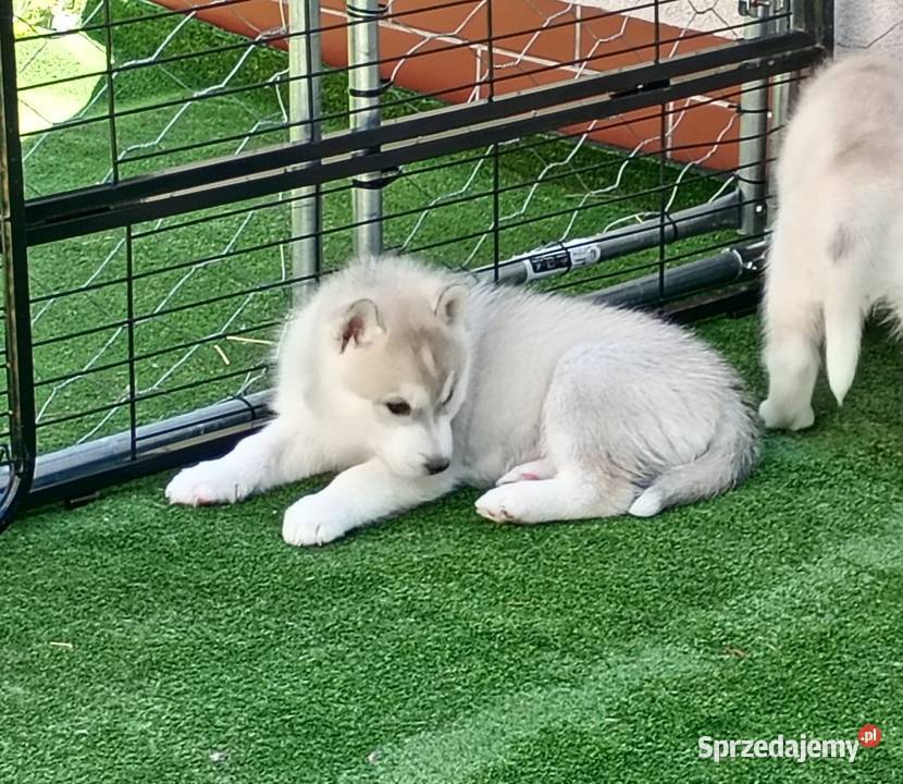 SIBERIAN HUSKY BOY