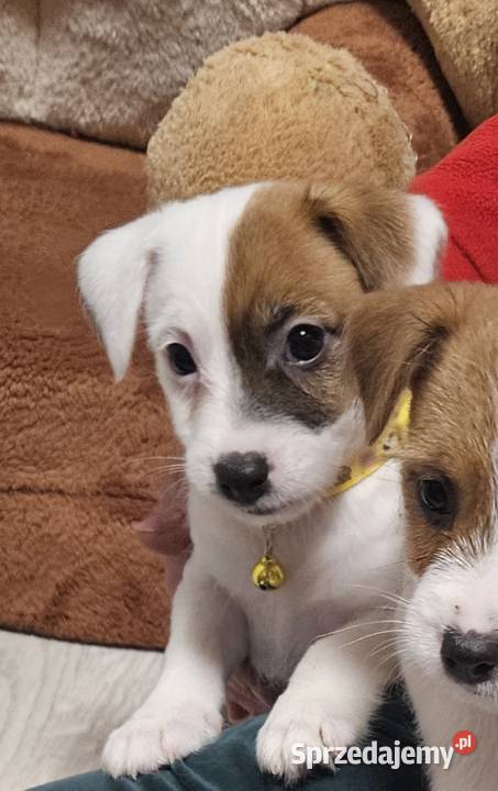 Jack Russell Terrier sprzedam