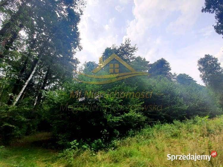 sprzedaży działki 6000m2 Budy Michałowskie 62m Sprzedaż sprzedam
