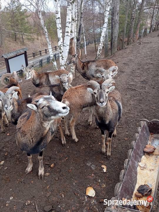 Sprzedam Krasiejów sprzedam