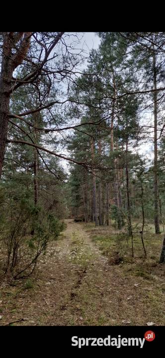 Działka las 194 hektara lubelskie
