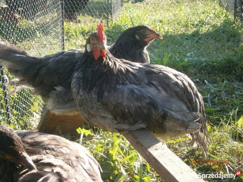 Sprzedam jednodniowe pisklęta zamówienie na wios Kudowa-Zdrój