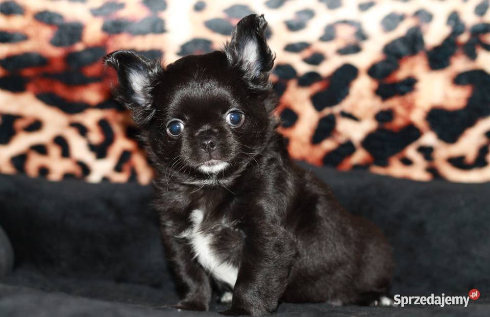 Chihuahua długowłosa suczka ZKwP FCI Świnoujście