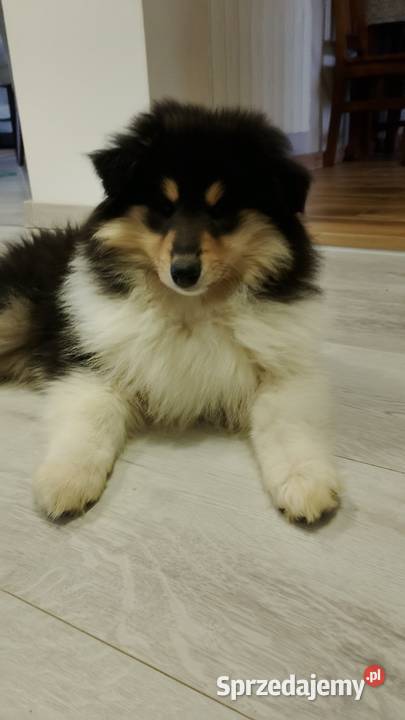 Owczarek szkocki collie ZKwP FCI Garwolin
