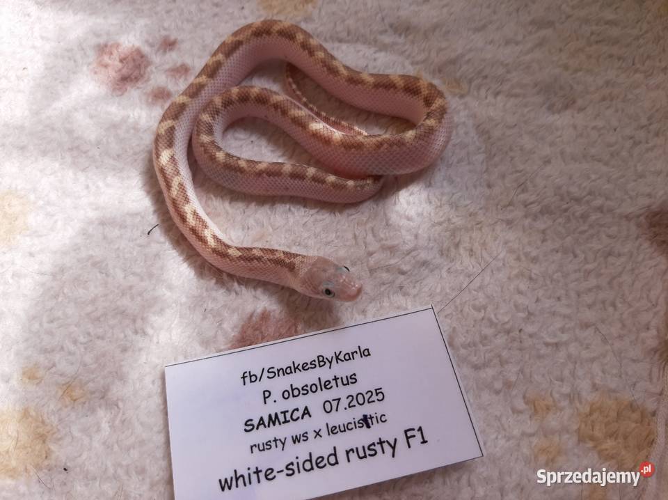 Wąż zbożówka obsoleta whitesided Warszawa