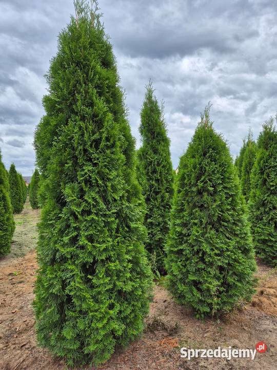 Tuja szmaragd 200220 sadzimy cała Polska Warszawa