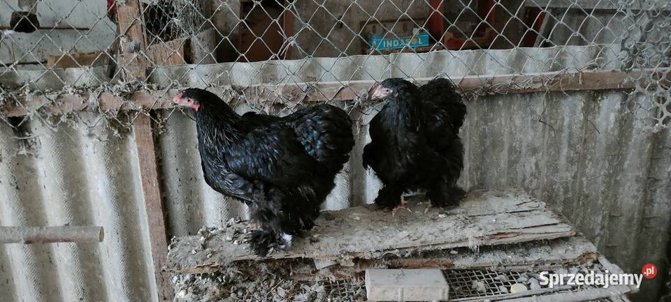 Kury kochiny olbrzymie Tokarówka