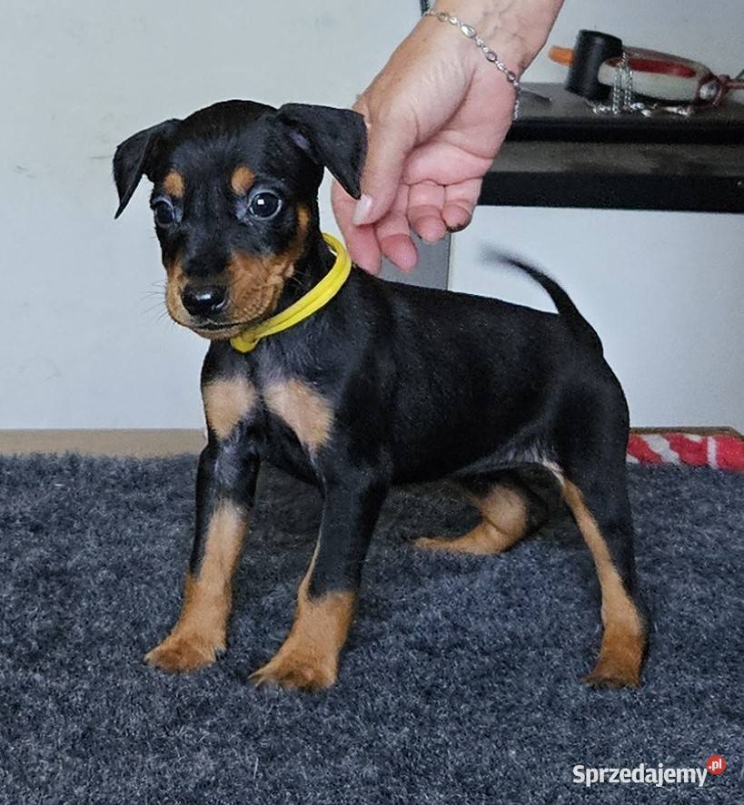 Pinczer średni szczenięta rodowodowe Konin