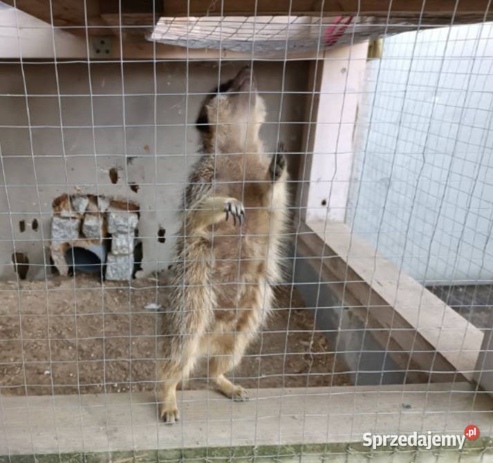 Sprzedam surykatkę samca Warszawa