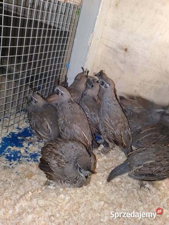 Sprzedam koguty przepiórki kalifornijskiej wielkopolskie Dubin