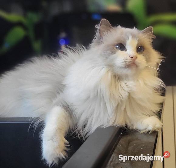 Dorosła kotka Ragdoll z rodowodem kastratka Gdańsk