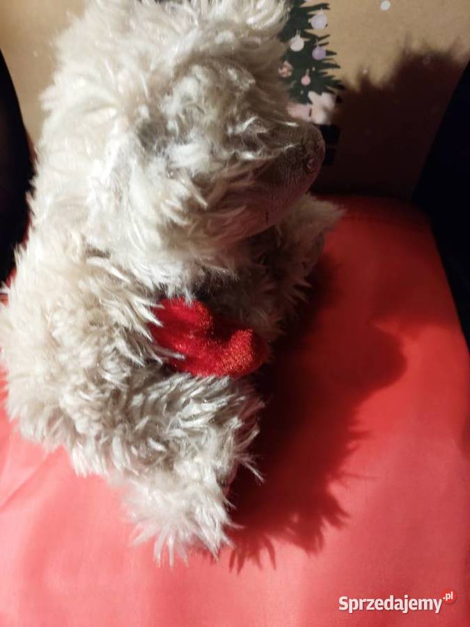 Miś z sercem dolnośląskie Wrocław sprzedam