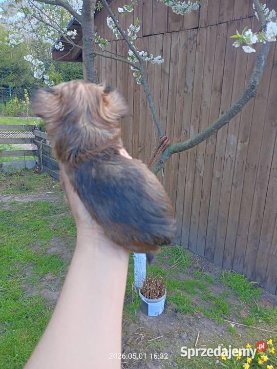 Yorkshire terrier Mochała
