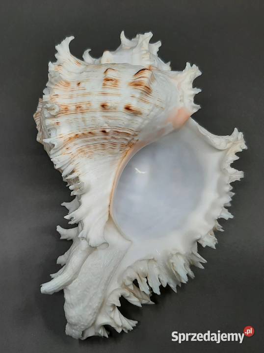 Muszla Rozkolec 1 jasny Duża lubelskie Lublin