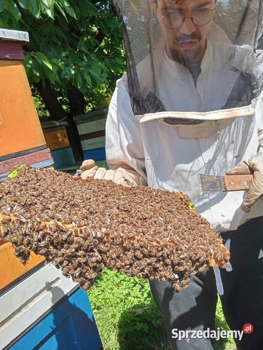 Pszczoły sprzedam