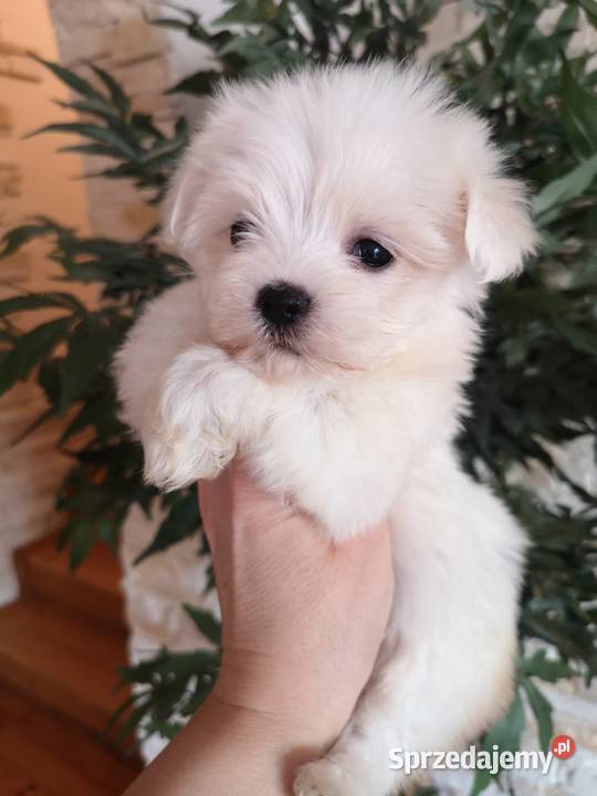 Maltanczyk Piękne Bialutkie Szczeniaczki Szczecinek